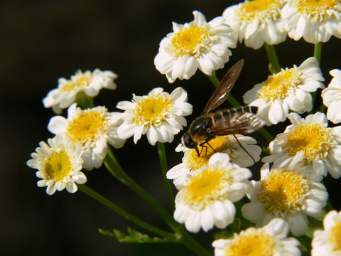 Camomilles