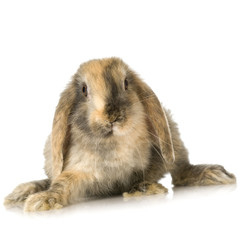 close-up on a Lop Rabbit in front of a white background