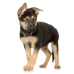 german shepherd puppy standing in front of a white background