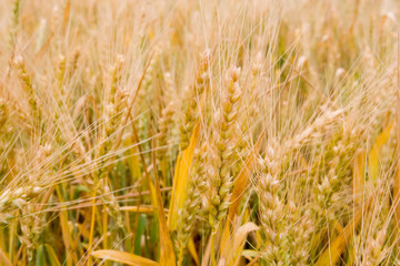 golden wheat field