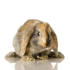 close-up on a Lop Rabbit in front of a white background