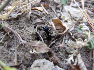 formica