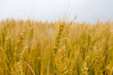 golden wheat field.