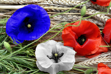 Fototapeta premium maki w kolorze niebieskim, białym, czerwonym