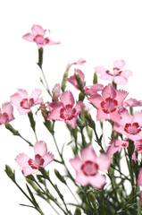 pink Flowers against a white background