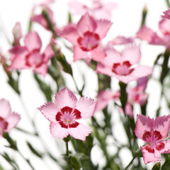 Fototapeta na wymiar pink Flowers against a white background