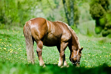 Naklejka na ściany i meble Horse at the meadow