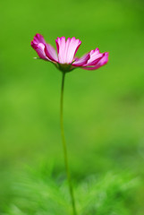  Isolated Cosmos Flower 