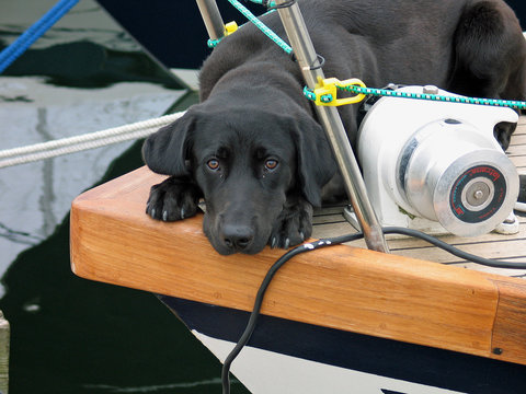 Dog with sad eyes alone on a yacht - home alone