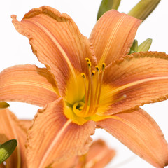 Fototapeta na wymiar Tiger Lily Close-Up in front of a white background
