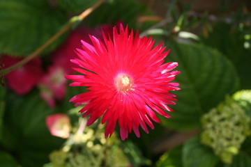 Fleur fushia