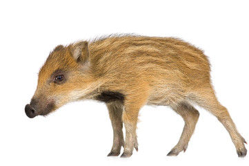 young wild boar in front of a white background