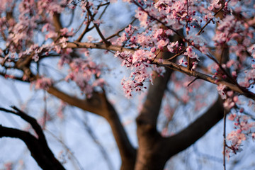 pink flowered tree