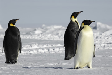 Fototapeta na wymiar Trzy ciekawy pingwiny na Antarktydzie