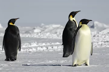 Rolgordijnen Three curious penguins in Antarctica © staphy