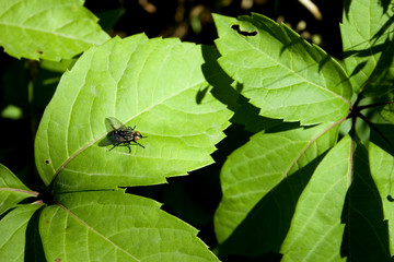 Colorful fly on bright green leaves.
