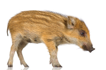 young wild boar in front of a white background