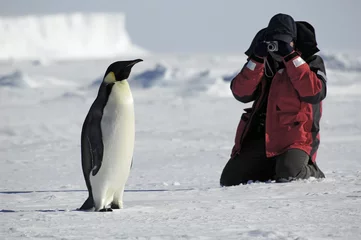 Fotobehang Pinguïn foto& 39 s © staphy