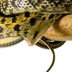 Rat snake in front of a white background