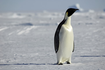 Curious penguin