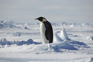 Fototapeta na wymiar Stojąc pingwina