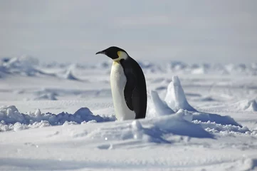 Fototapete Rund Stehender Pinguin © staphy
