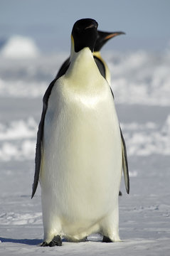 Standing penguins