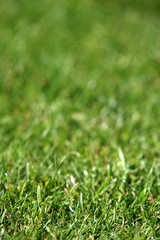 Natural grass