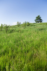 Sunny summer landscape with tree and bushes
