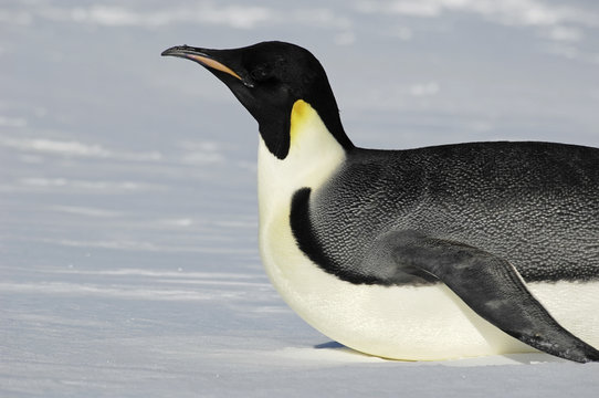 Gliding Antarctic penguin