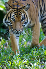 Malayan Tiger