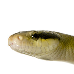 Rat snake in front of a white background