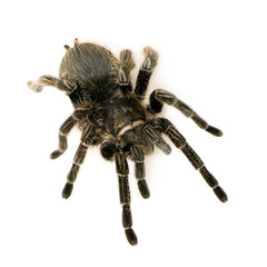 Aphonopelma seemanni in front of a white backgroung