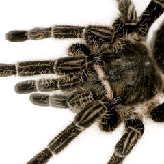 Aphonopelma seemanni in front of a white backgroung