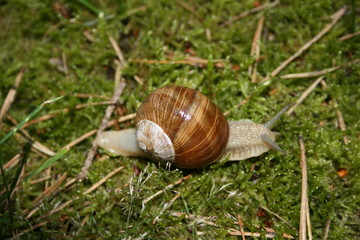 Weinbergschnecke