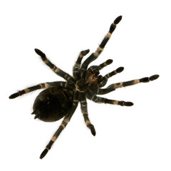 View from under Mexican redknee tarantula