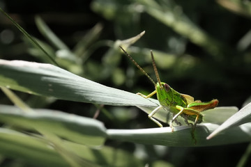 grasshopper