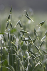 close up of a field of oat