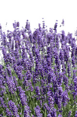 lavender against a white background