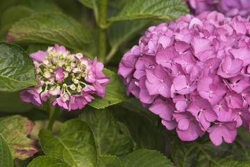 pink hortensia plant with buds and flowers