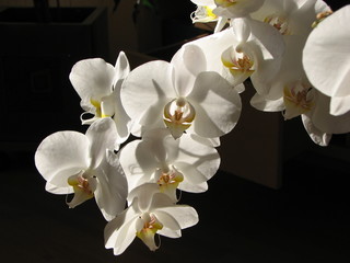 Fototapeta na wymiar orchidee