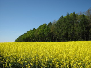 Obraz premium waldrand