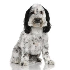 Tibetan Terrier in front of a white background