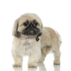 Shih Tzu in front of a white background