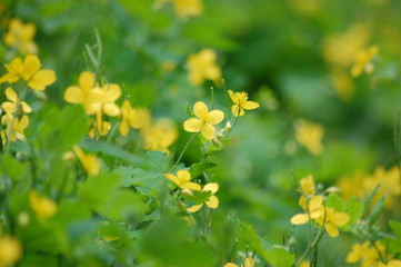Yellow Weeds in alley 5