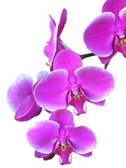 Fototapeta na wymiar Oddział różowa orchidea