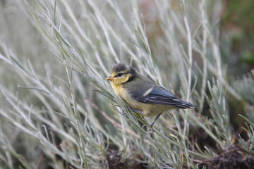 Mésange sur lavande