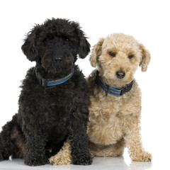 dogs in front of white background