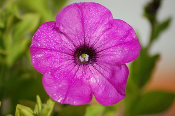 Pink Petunia 2