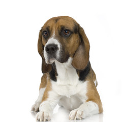 Beagle in front of white background.